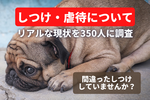 しつけ で愛犬を叩いたことのある飼い主さんは42人 殴る蹴るが虐待だと思ってない人も1割超 飼い主350人アンケート 株式会社plan Bのプレスリリース