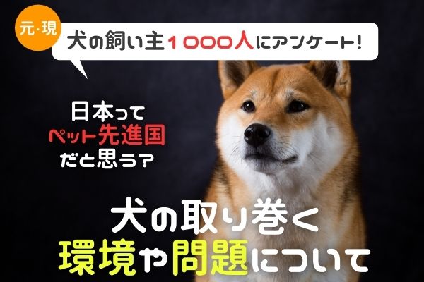 日本は犬に優しい国 殺処分をどう思う 犬を取り巻く環境や問題を徹底調査 犬の飼い主1000人にアンケート 株式会社plan Bのプレスリリース