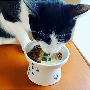 猫の水分補給は 飲む から 食べる へ 不足しがちな水分 をおいしく補う 食べる水 ジュレッタ 10月29日 木 からオンラインストアで発売開始 合同会社wishamのプレスリリース