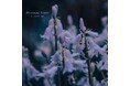 希望は羽をまとって――心に響く永遠の優雅さを紡ぐ、Classy Moon最新作『Perennial Grace』