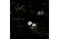 話題のクラシック・クロスオーバー作品。夜明け前の静けさを映すピアノ・ヒーリングアルバム、Classy Moon『The Garden After Midnight』7月24日配信開始。