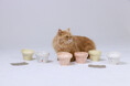 【キャンペーン開催中!】2月22日の 猫の日に先駆けて、HARIO PETから猫用のかわいい食器「にゃんプレトール」と「にゃんプレボウル」が新登場