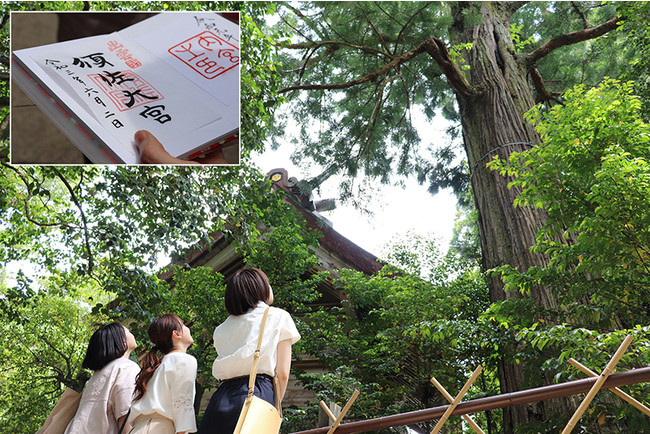 須佐神社本殿の裏には樹齢1300年を超えるといわれる大杉が