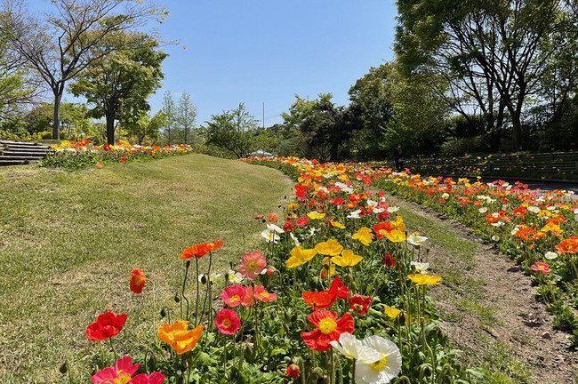 しまね花の郷ではポピーが見頃です