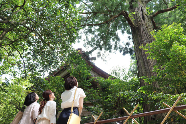 須佐神社　御神木