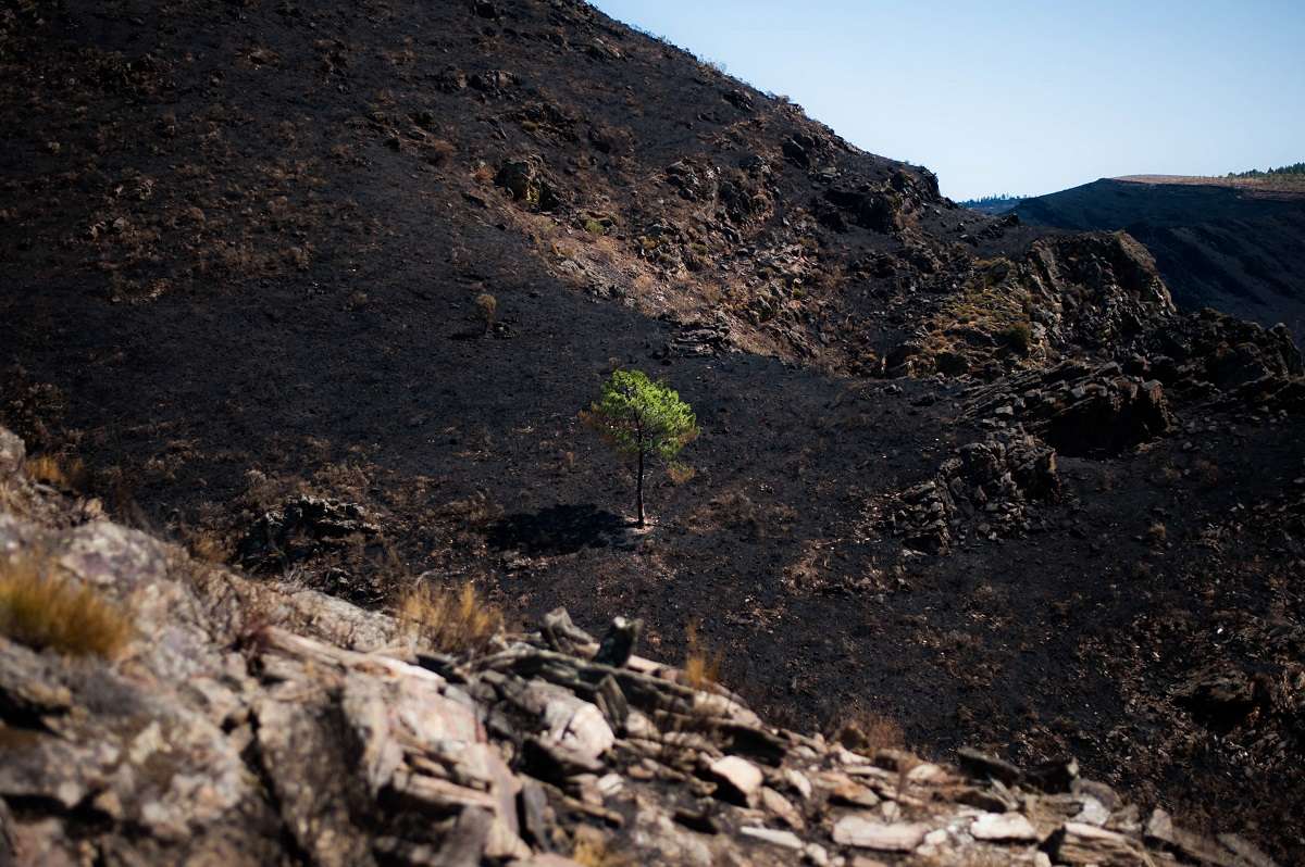 地球のためのドメインを登録して 山火事現場に植林しよう 1domain For 1tree 苗木のgps座標もわかる Earth 2周年記念チャリティー開始 株式会社インターリンクのプレスリリース