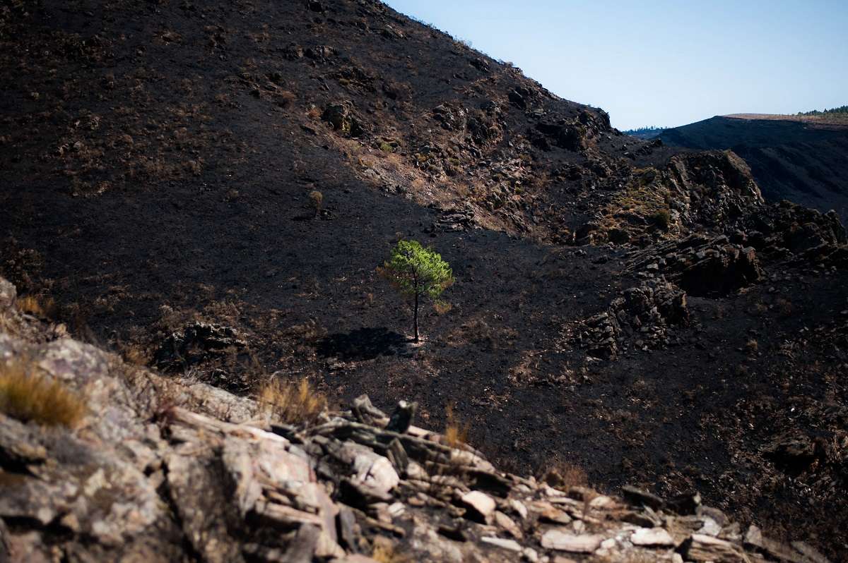 ～地球のためのドメインを登録して、山火事現場に植林しよう～“1Domain For 1Tree”苗木のGPS座標もわかる「.earth」2周年記念チャリティー開始