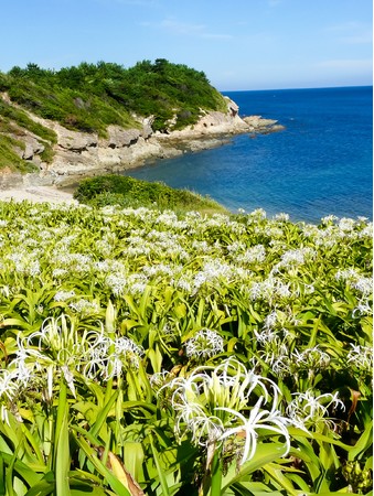 【芦屋町 夏井ヶ浜のハマユウ自生地】夏にたくさんの白い花を咲かせる「はまゆう」。ここ夏井ヶ浜は九州での自生地北限と言われています。開花時に訪れると白い花と青い海とのコントラストが見事です。