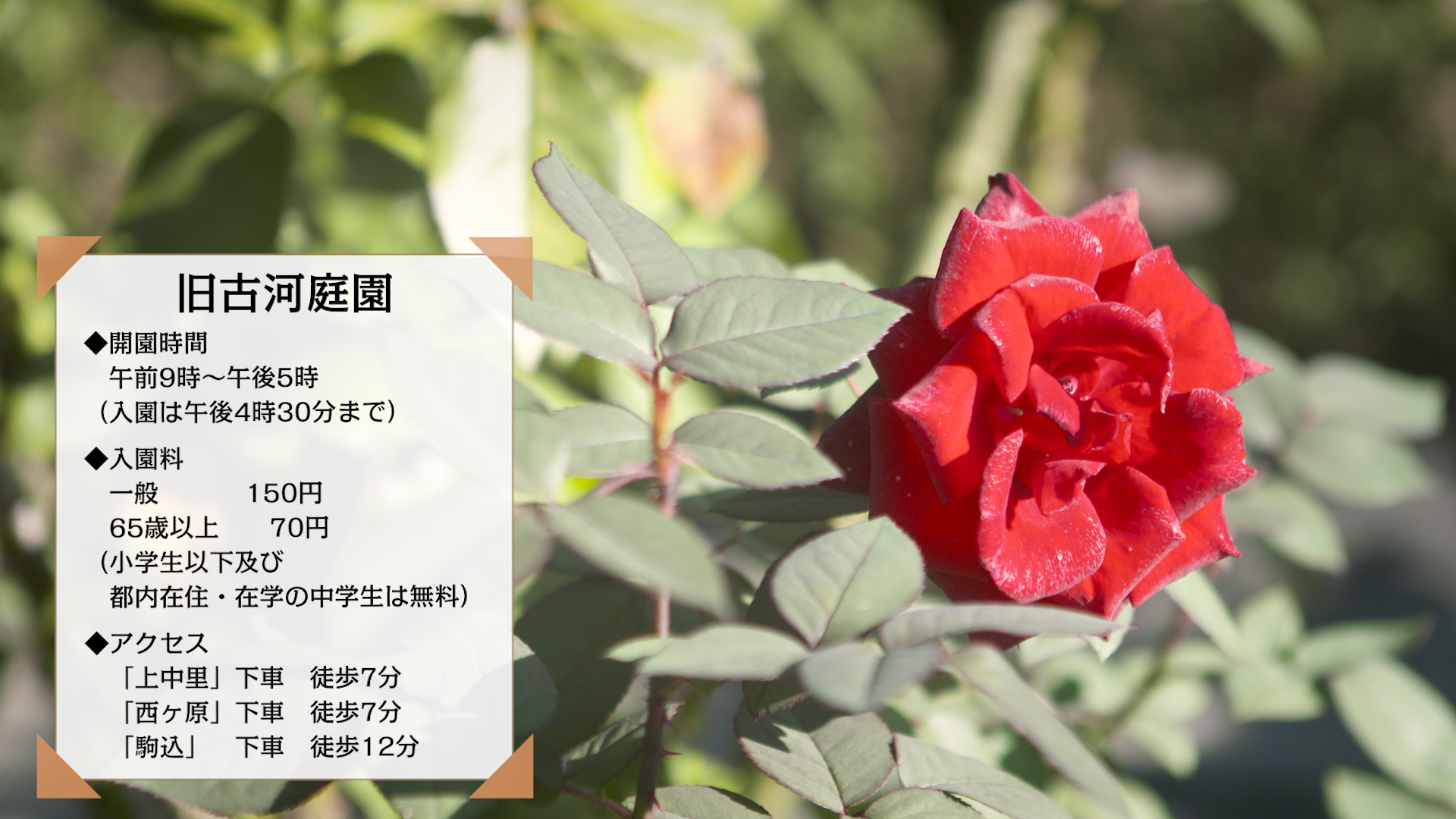 都会の喧騒の中にありながら自然に触れることができる公園や 心落ち着く庭園など 身近にありながら心を癒せる場所となっている都立公園 庭園 その花の見所を 年の撮り下ろし映像で東京都が公開 東京都建設局公園
