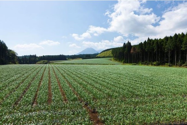 ▲宮崎県小林市の夷守岳を望む「本多荘輔の情熱にんにく畑」