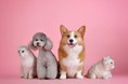 日本最大のペットプロダクション「AKEY PRODUCTION」誕生。SNS総フォロワー1000万人超のペットインフルエンサーが商品やサービスのプロモーションに協力！