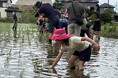 田植えから稲刈りまで家族で体験　さいたま市岩槻区で生産者に教わる米作り5月30日（土）〔埼玉〕
