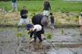 つくば市で田植え体験　稲刈りまでの連続企画スタート　5月23日（土）〔茨城 栃木〕