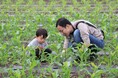 トウモロコシ畑の草取りや小松菜の収穫体験　昭和村「宮田さんち」の畑で　6月6日（土）〔群馬〕
