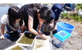 職員有志の手作り生態系「ビオトープ」　つくば市谷田部で子どもたちと生き物調査