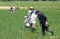 北杜市の田んぼで生き物調査　子どもたちと感じる生物多様性　6月28日（日）〔山梨 長野〕
