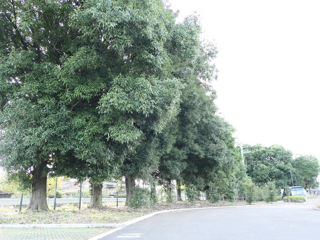 駐車場周辺は既存の樹木が多く残っています 駐車場周辺は既存の樹木が多く残っています