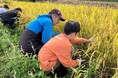 山形県長井市で米と枝豆の収穫体験　餅つきや芋煮でまるごと味わう産地の実り10月3日（土）4日（日）〔東京〕