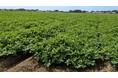 千葉県旭市で本気の援農ボランティア　レタスや落花生の畑で作業　10月10日（土）〔東京〕