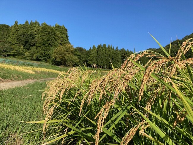 ▲背が高く伸び籾と稲穂が赤く色づく「〆張糯」