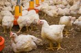 畜産から生まれる電気 発電所からリアルタイム配信 12月7日(土)〔東京〕