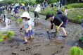 田植えから収穫まで「田んぼの学校」 そもそも知ってる?米作り 5月24日(土)〔茨城 栃木〕