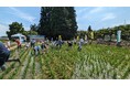 山形の田んぼに暮らす生き物は? 最上川清流の米どころで草取り体験 6月21日(土)22日(日)〔東京〕