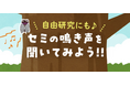 夏休み自由研究に 「セミの鳴き声を聞いてみよう」WEBサイト公開