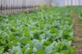 利用者が有機野菜の生産状況を確認　生産者と消費者の“二者認証”　前橋市で11月12日（水）〔群馬〕
