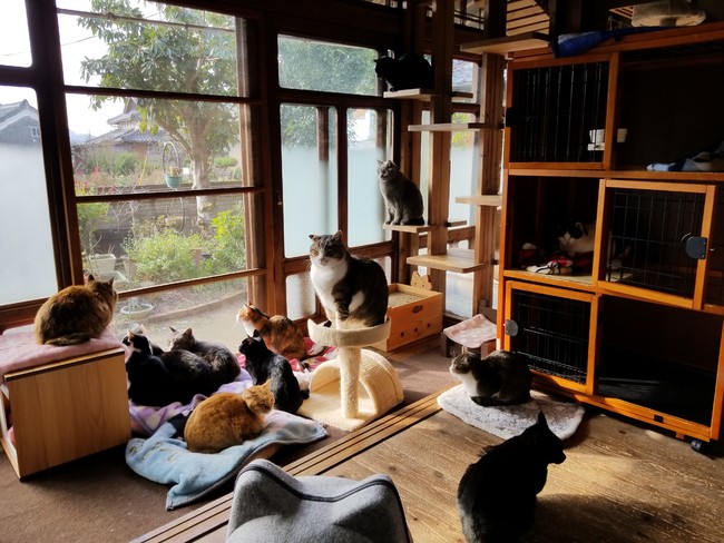 Cafe Gattoでお世話している猫たちは計１００匹ほど。お部屋を分けて猫たちが過ごしやすいようにできる限り工夫しています。