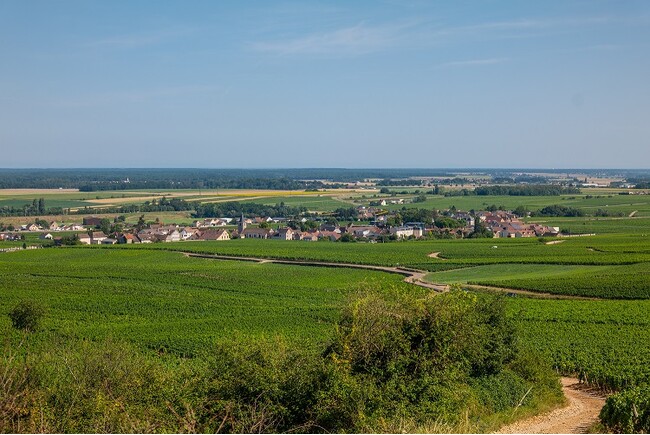 広大なブルゴーニュの風景。