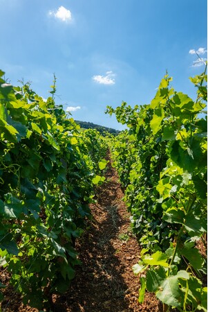 ルロワのグラン・クリュ。ロマネ・サン・ヴィヴァンにて。