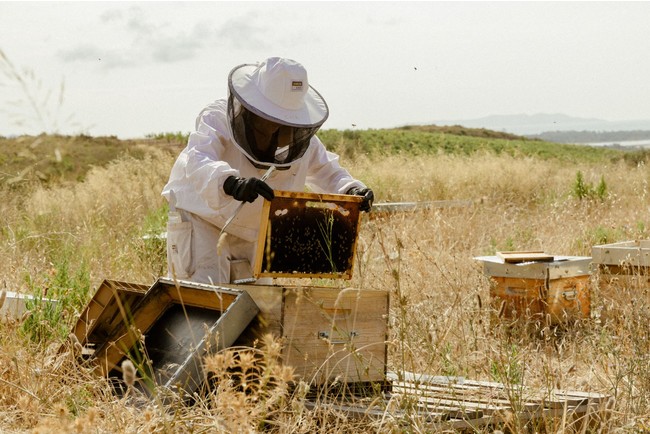 OFA（フランス国立衛生研究所）と協力して、敷地内に200個の ミツバチの養蜂箱を設置