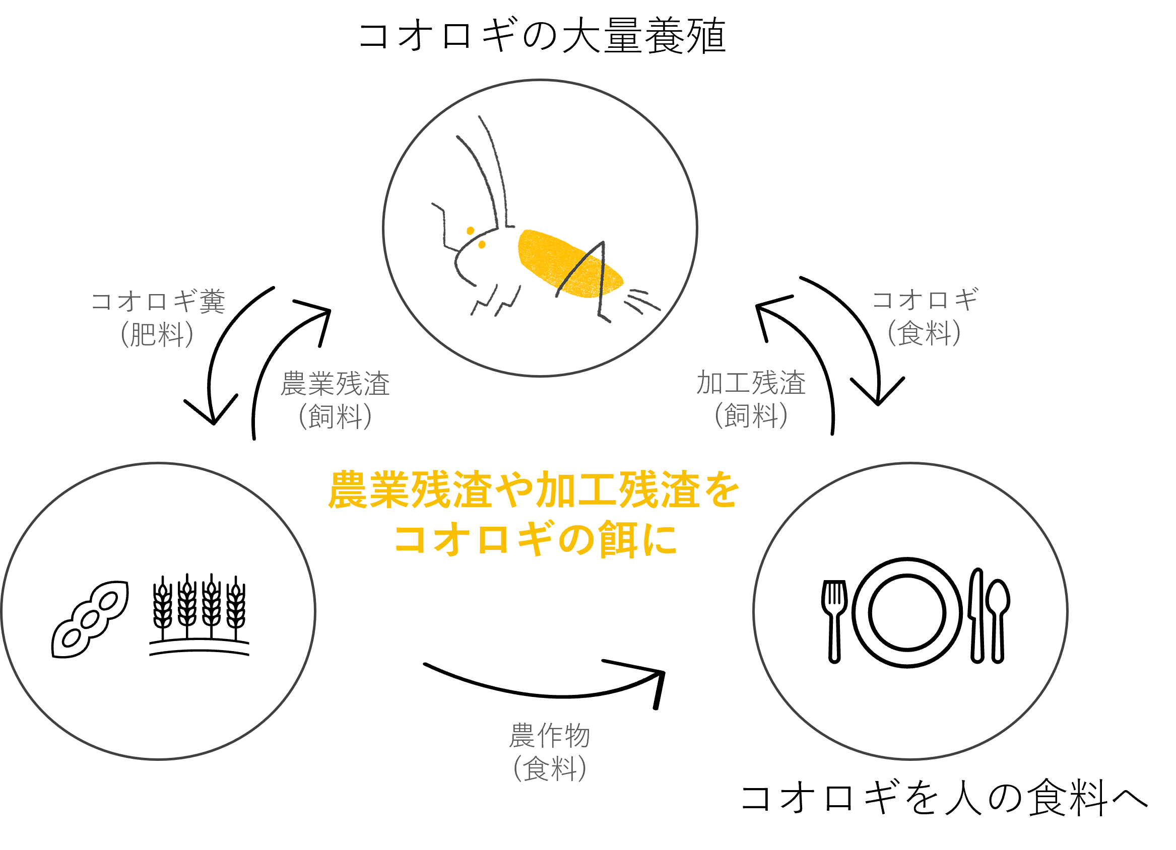 食品ロスを新たなタンパク質に循環させる、国産食用コオロギを使用したブランド「C.  TRIA（シートリア）」に冷凍パンとレトルトカレーが登場｜株式会社グリラスのプレスリリース