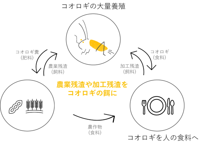 コオロギを介した”サーキュラーフード”イメージ