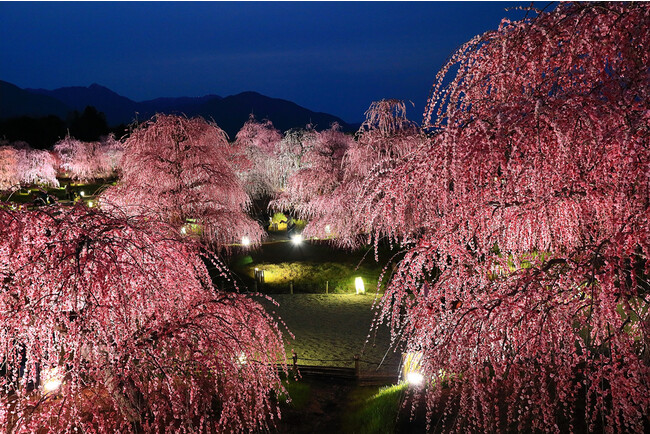 三重県鈴鹿市の「しだれ梅まつり」は幻想的なライトアップに注目