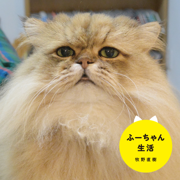 Twitterフォロワー数7万人超 大人気猫 ふーちゃんの写真集 ふーちゃん生活 8月22日発売 株式会社kadokawaのプレスリリース
