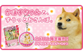 世界一有名な柴犬「Doge」の象徴 かぼすちゃんの写真集が期間限定で発売開始!―かぼすちゃんと過ごした大切な時間がこの一冊に。―