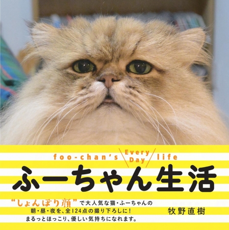 大人気猫・ふーちゃんの写真集『ふーちゃん生活』8月22日発売！｜株式 ...