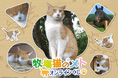 「牧場猫のメト」オンラインくじが登場! ノーザンレイクの看板猫メトさんやパンチくんのグッズが盛りだくさん!