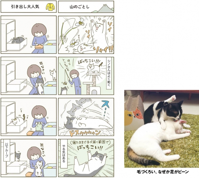 発売即重版が決定 アメブロ猫ランキング1位の大人気猫まんが うちの猫 がまた変なことしてる が描きおろしを多数加えて発売 株式会社kadokawaのプレスリリース