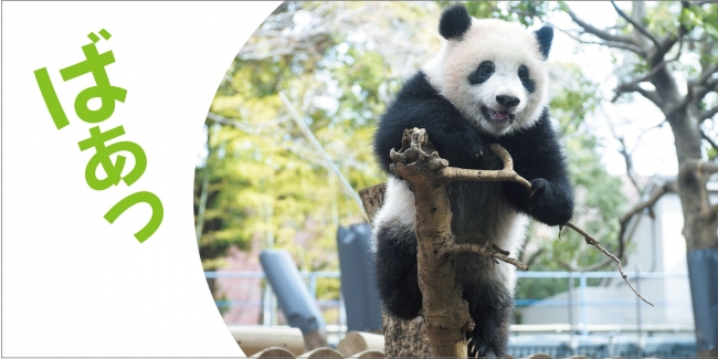 祝１歳！6月12日は上野のパンダ・シャンシャンのお誕生日！かわいい