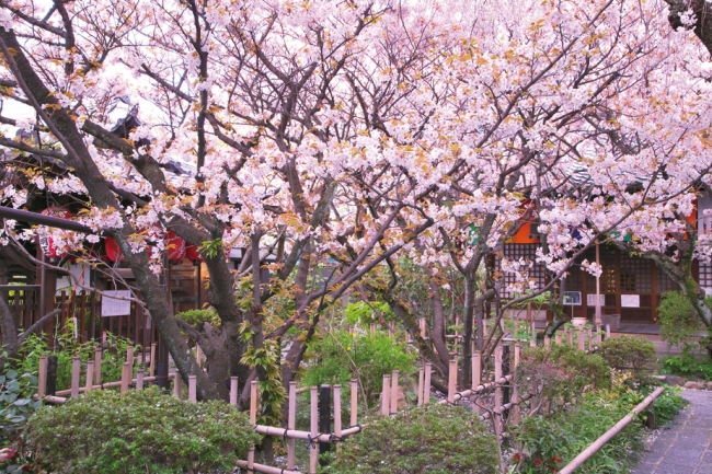 薄桜鬼と言えば、桜！　誌面では桜の名所も多数登場する