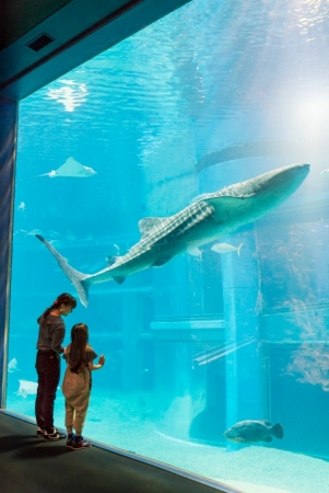 太平洋の雄大な光景を深さ9メートル、最長34メートルの大水槽で表現する海遊館。2匹のジンベエザメやアジなどの回遊魚が悠然と泳ぐ姿を見られる