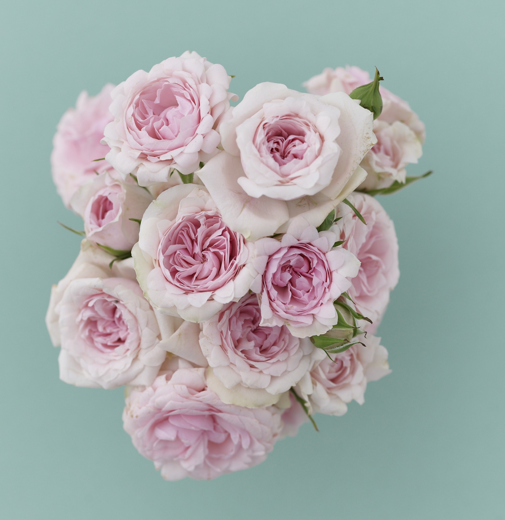Instagram Twitterプレゼントキャンペーン 花のある暮らしを提唱している 花時間 から 花時間 という名前のバラ がデビュー これを記念して 花器とバラのセットを2名様にプレゼント 株式会社kadokawaのプレスリリース