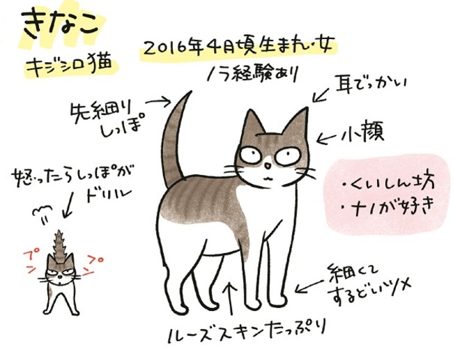 猫好きにはたまらない ちょっとどんくさいナノと おてんばきなこの日常にほっこりするコミックエッセイ 黒猫ナノとキジシロ猫 きなこ が12月10日発売 株式会社kadokawaのプレスリリース
