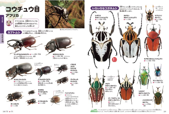 『昆虫』：日本の学習図鑑には載っていない昆虫ばかりです。大きいもの、色鮮やかなもの、世界に100万種以上いる昆虫の多様性の一端でも伝わればと思います。