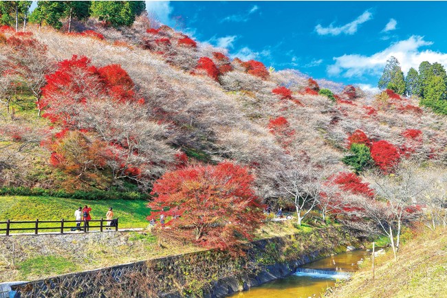 紅葉とのコラボ風景は圧巻！ 愛知県豊田市の川見（せんみ）四季桜の里