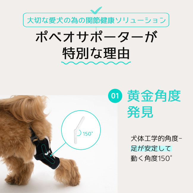 愛犬の健康的な 歩行 走行 ジャンプ をサポートする犬用膝サポーター 膝蓋骨パテラ サポーター ポベオが遂に日本へ上陸します 合同会社noel J K のプレスリリース