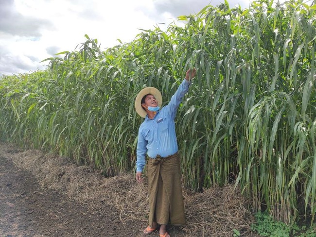 麦のスペシャリスト 西田精麦がミャンマー Sdgsハトムギ の収穫をスタート 株式会社borderless Farmのプレスリリース